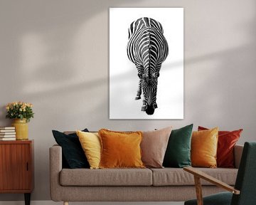 Zebra, zwart-wit (Dierenpark Emmen)