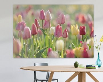 Levensvreugde kleurrijke tulpen in het veld van Tanja Riedel