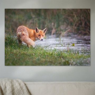 it's raining cats and foxes by Pim Leijen