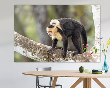 Monkey-white-shouldered capuchin monkey by Rob Kempers