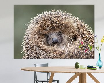 Hedgehog by Rob Kempers