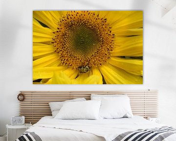 A sunflower in the garden in autumn by Claude Laprise