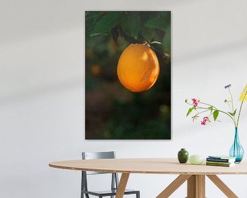 Orange Tree in the Spotlight by 7.2 Photography