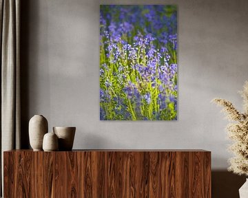 Blauglockenwald mit blühenden wilden Hyazinthen von Sjoerd van der Wal Fotografie