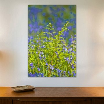 Farn in Nahaufnahme in einem Bluebell-Wald von Sjoerd van der Wal Fotografie