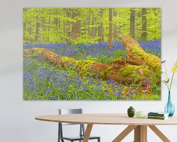 Blauglockenwald mit einem toten Baum zwischen blühenden wilden Hyazinthenblüten von Sjoerd van der Wal Fotografie