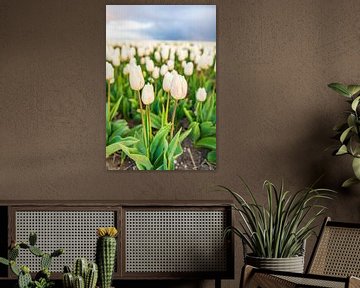 Tulipes blanches poussant dans un champ lors d'un coucher de soleil printanier sur Sjoerd van der Wal Photographie