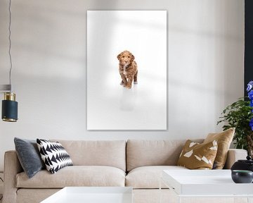 Labradoodle puppy dog on white background by Ellen Van Loon