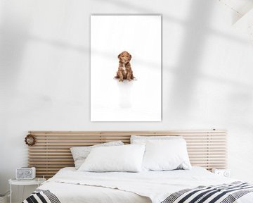 Labradoodle puppy hond op witte achtergrond van Ellen Van Loon