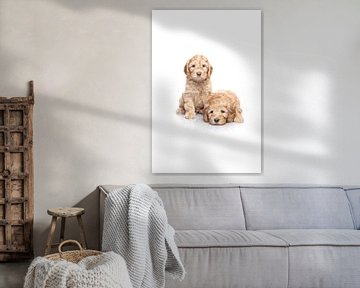 Labradoodle puppy dogs on white background by Ellen Van Loon