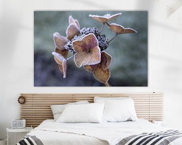 Gefrorene Blumen von Memories for life Fotografie