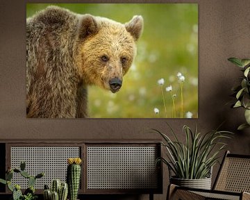 Portret van een Bruine beer