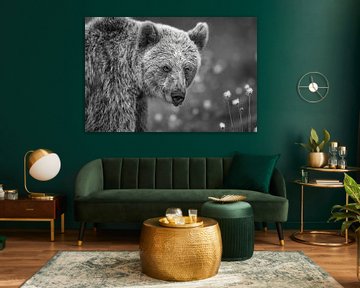 Portrait of a Brown Bear in black and white by Chris Stenger