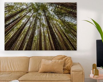 Redwoods in Neuseeland von Karin Bunschoten