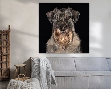 schnautzer on black background by Tony Wuite