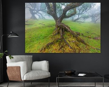 La mystique forêt de nuages de Fanal à Madère sur Chris Stenger