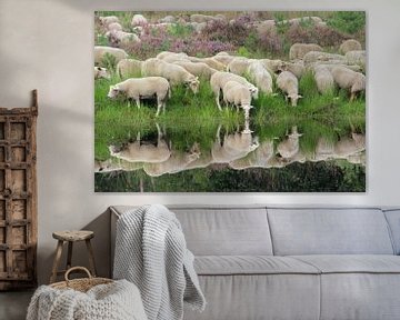 Reflection of sheep by Nienke Castelijns