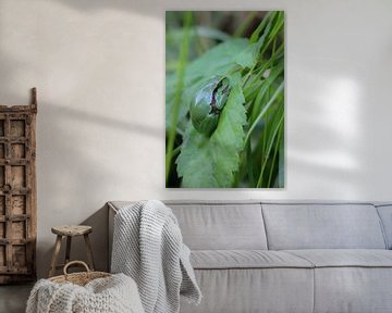 Tree frog by Nienke Castelijns