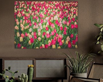 Pink White Tulips by Martijn Tilroe