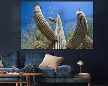 ARIZONA Saguaro Cactus II van Melanie Viola