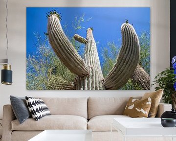 ARIZONA Saguaro Cactus II  van Melanie Viola