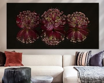 Panoramic still life: Zeeland knots (Astrantia Major) with reflection by Marjolijn van den Berg