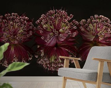 Panorama stilleven: Zeeuwse knoopjes (Astrantia Major) met reflectie van Marjolijn van den Berg