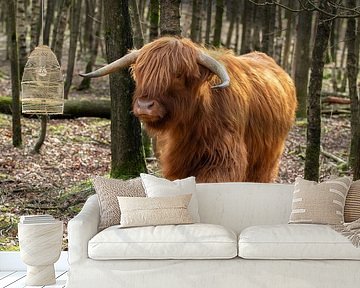 Scottish highlander in Drenthe on the Orvelterveld, higlander, cow, cattle, drenthe by M. B. fotografie