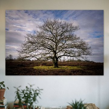 Tree in the Balloerveld