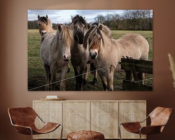 Chevaux dans la réserve naturelle de Balloërveld sur Bo Scheeringa Photography