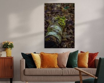 Kleine boomstronk met groen schors van Mfixfotografie