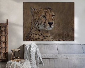 Cheetah- by Fer Hendriks