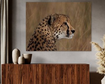 Cheetah by Fer Hendriks