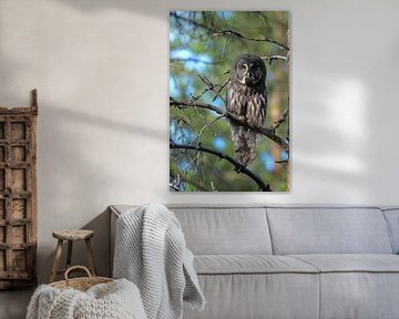 Hibou de Laponie sur Elvira Werkman