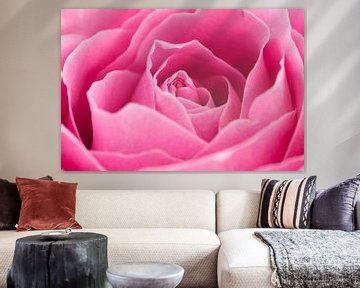 Prachtige roze roos close-up