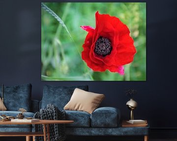 Floral Heart of a poppy by Rietje Bulthuis