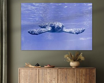 Sea turtle in aquarium Blijdorp Zoo Rotterdam by Gerard van Herk