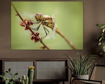 Dragonfly in morning dew by Gea Veldhuizen