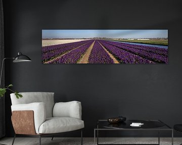 Field of flowers, panorama