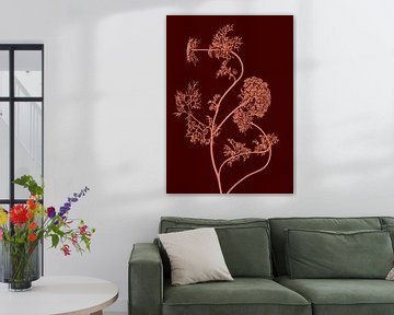 Heracleum Sibiricum | Berce du Caucase | Illustration sur Jansje Kamphuis