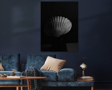Coquillage 3