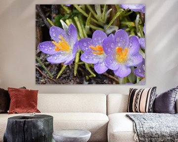 Les premiers crocus au jardin sur Claude Laprise