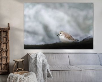 Sanderling in front of the waves