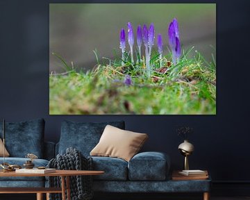 Crocus en bouton sur Louise Poortvliet