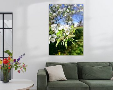 Apple tree in bloom by Theo Groote