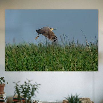 Flying Night Heron