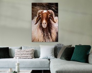 Moutons du Wadi Rum sur Patricia Van Roosmalen