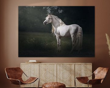 In the spotlight | white stallion | horse photography by Laura Dijkslag