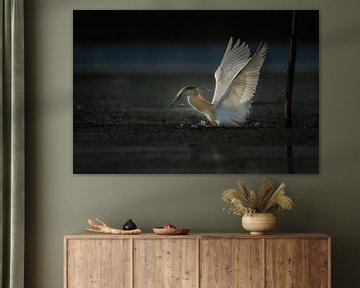 Squacco heron hunting by Erwin Stevens