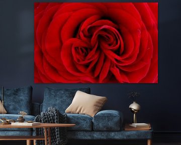 Rode roos van Nicolette Suijkerbuijk